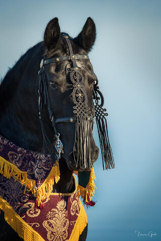 Color fine art portrait of a black Friesian stallion in ornate Hungarian bridle with tassels and embroidered ceremonial blanket, pale blue background.