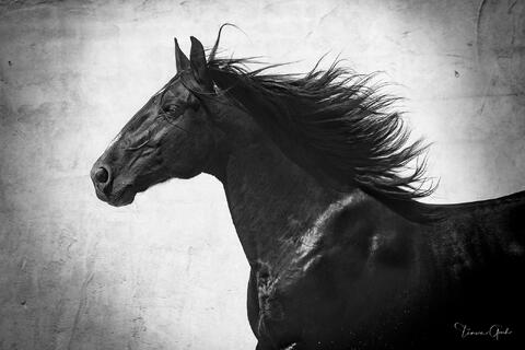 Black Lusitano stallion in motion, powerful profile against a pale textured background, black and white fine art equine photography by Tamara Gooch