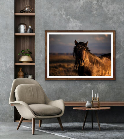 Black Mustang Mare Framed print