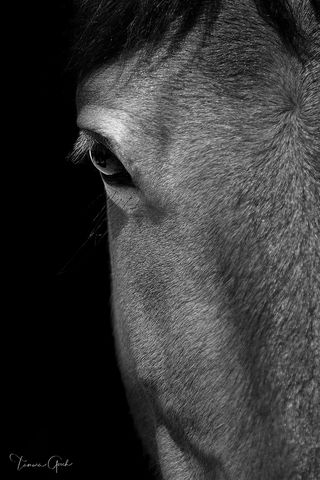 Black and White fine art limited edition horse head print done in black and white by Tamara Gooch.