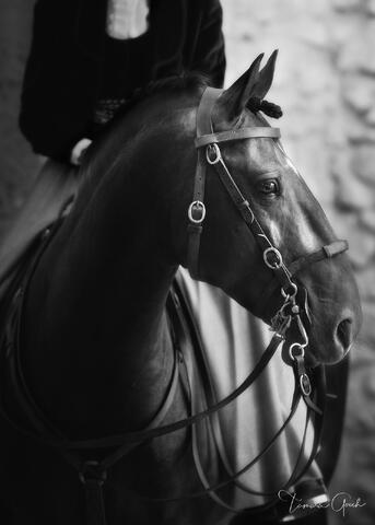 Black and white fine art horse portrait photography print with traditional leather tack.