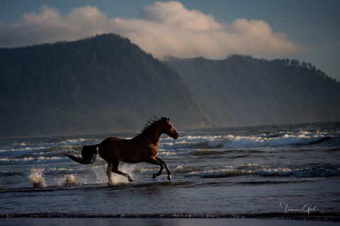 A fine art limited edition photograph of a horse running through the waves, ocean and surf in Oregon.