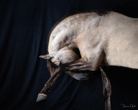 Buckskin Andalusian stallion stretching neck fully downward between his legs against pure black, fine art equine photography by Tamara Gooch.