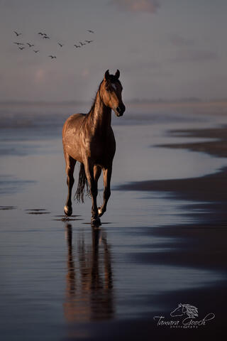 Beautiful Horse by the Sea