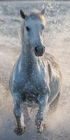 White Camargue horse charging through surf, explosion of backlit spray surrounding luminous white form, fine art equine photography by Tamara Gooch.