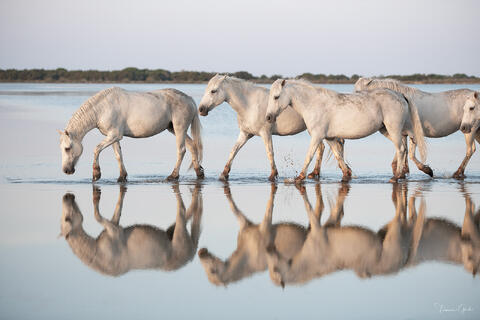 camargue horses walking in water fine art photography print with reflection and soft tones