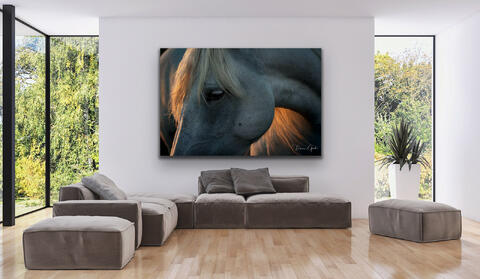 Camargue Horse Portrait Living room