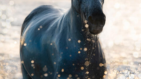 Beachcomber Horse 