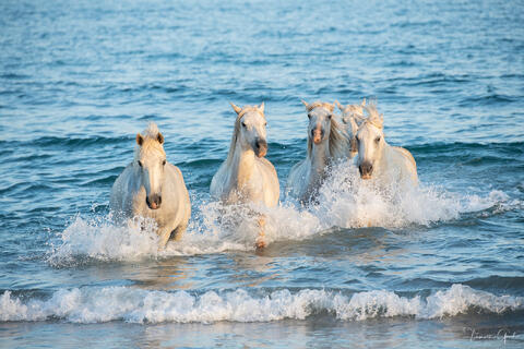 camargue horses running in ocean water fine art photography print with waves and motion