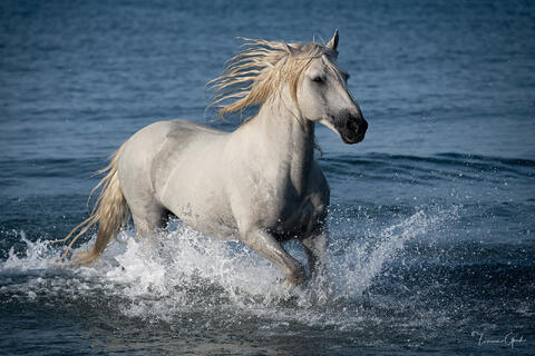 White Camargue stallion charging through the deep blue Mediterranean sea, spray exploding around legs, fine art equine photography by Tamara Gooch.