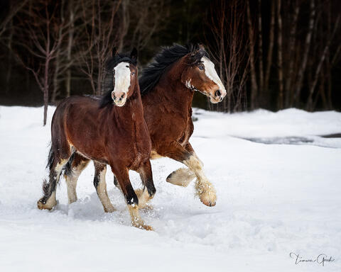 Two bay Clydesdale horses galloping side by side through deep winter snow, limited edition fine art print by Tamara Gooch