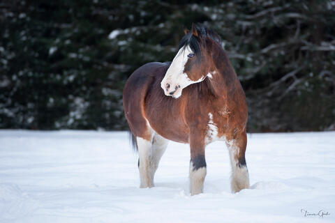Bay Budweiser Clydesdale stallion standing in deep snow, bold blaze, striking blue eye, white feathered legs, dark evergreen forest, fine art equine photography