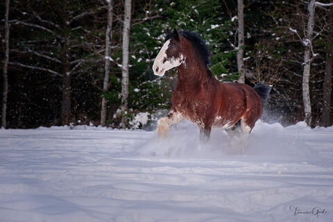 Bay Clydesdale stallion galloping through deep snow, legs churning powder, evergreen forest background, fine art equine photography by Tamara Gooch.