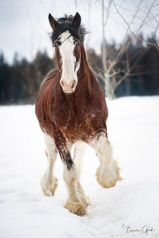 Bay Clydesdale horse with white blaze trotting toward camera through fresh snow, limited edition fine art print by Tamara Gooch