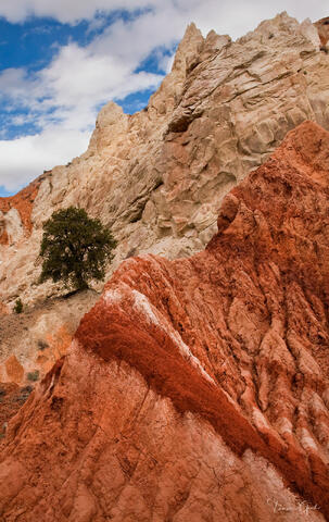 cottonwood canyon fine art photography print with red rock layers and solitary tree in desert landscape