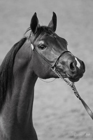 Black and white fine art portrait of an Arabian Stallion in a silver show halter.