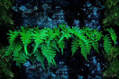 Nature's Treasure a fine art limited edition nature photography print of ferns growing over lichen covered rocks.
