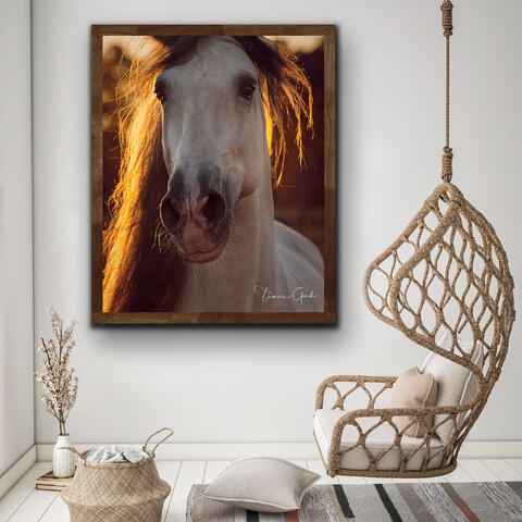 Framed Photo Andalusian Horse