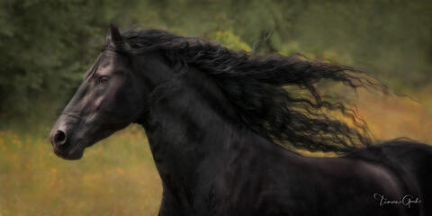Friesian and Andalusian One Day Photo Workshop July 9th 2022