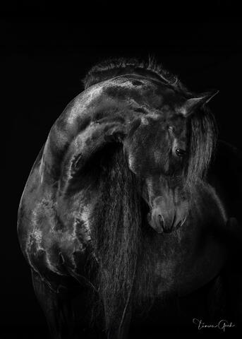 "Black and white fine art print of horse portrait with dramatic lighting against black background"