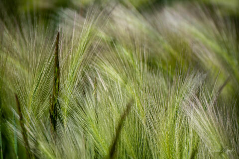 Limited edition nature photography prints. The Green grasses of spring gently blowing in the wind capturing the essence of renewal. Luxury fine art prints.