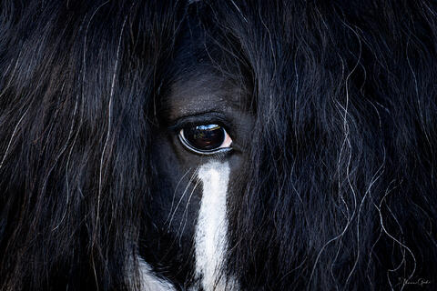 Extreme close-up of a dark Gypsy Vanner eye peering through a curtain of black mane, fine art equine photography by Tamara Gooch.