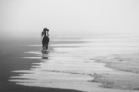A limited edition black and white photograph of a horse emerging out of the fog on a overcast day at the beach.