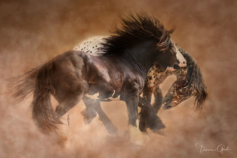 Playful Gypsy Horses