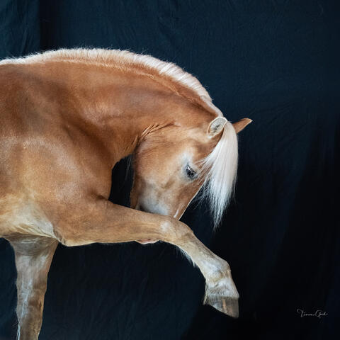 Palomino horse with white mane in artistic twisted pose against dark background fine art equine photography