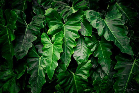 A fine art limited edition print of Hawaiian tropical plant leaves of the Anthurium species in brilliant green creating a magnificent mosaic.