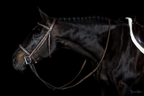 A color fine art equine portrait of a braided Thoroughbred hunter horse in English tack on a black background.