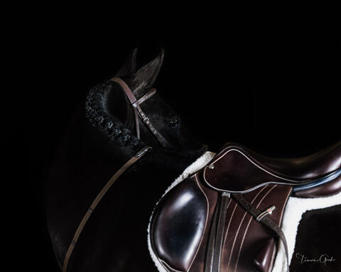 Equestrian Photography | Fine Art Horse Photos