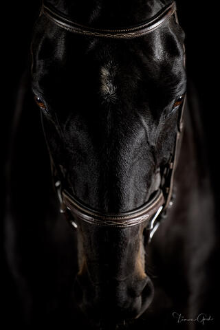 A low-key color fine art portrait of a Thoroughbred horse facing forward in an English bridle.