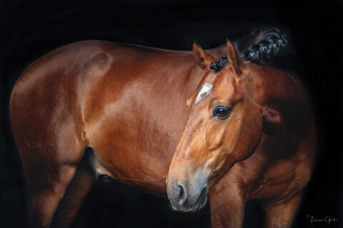 "Fine art print of bay Lusitano horse with braided mane against black background. The classic Equestrian look"