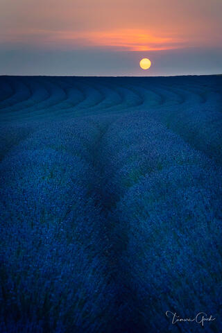 Photo print, Lavender Field Sunrise, for sale as a limited edition fine art photograph 