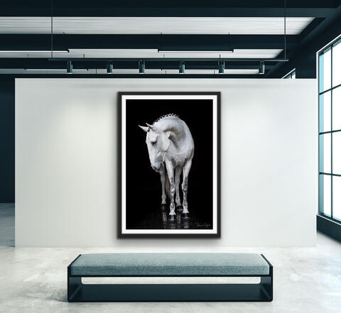 Luscious Lusitano Horse Fine Art Print