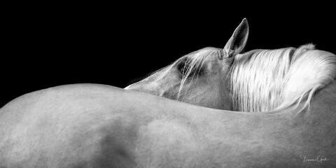 Black and white fine art print of Lusitano horse looking back over shoulder.