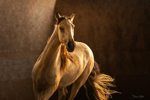 "Lusitano horse fine art print in golden sunset light with flowing tail and noble stance"