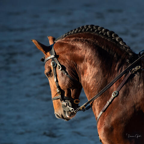 Lusitano bullfighting horse with braided mane and traditional bridle portrait against blue background fine art photography