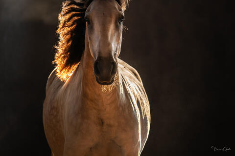 Lusitano horse portrait with dramatic side lighting and glowing mane against dark background fine art equine photography