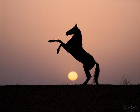 Limited edition equestrian wall art photo print for sale of a Marwari horse rearing at sunrise.