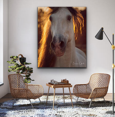 Andalusian, horse, equine, equestrian, head shot, portrait, dramatic light, back light, sunset, face, metal, canvas, acrylic...