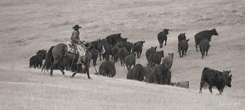 Cowboy Moving Cattle