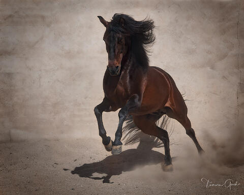 A fine art limited edition photo print of a Lustiano horse at liberty.
