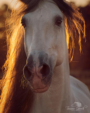 Backlit Andalusian Horse