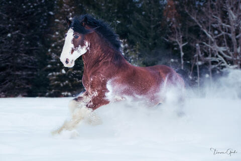 Bay Clydesdale stallion galloping through deep snow, billowing powder snow cloud, dark winter forest background, equine fine art photography by Tamara Gooch.