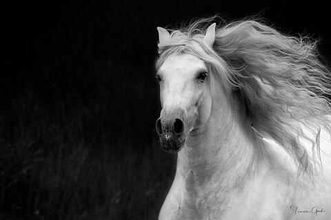 Black and white limited edition print for sale of an power Andalusian horse.