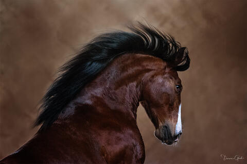Bay Lusitano horse with flowing black mane in motion against neutral background fine art equine photography