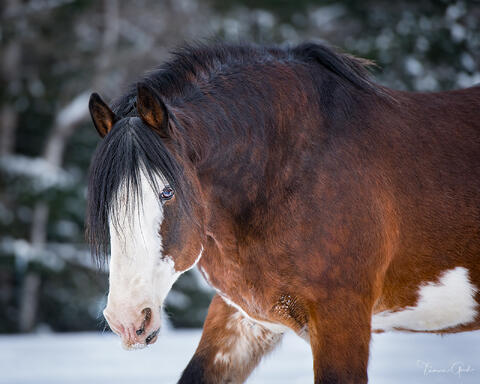 Bay Clydesdale with thick black mane and rare blue eye in close portrait, winter snow background, equine fine art photography by Tamara Gooch.