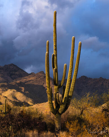 Giant saguaro cactus in dramatic golden light, Sonoran Desert mountain backdrop and dark storm clouds, Arizona landscape fine art photography by Tamara Gooch